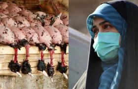 افشاگری باورنکردنی نماینده زن مجلس درباره رستوران‌های سروکننده پرندگان مهاجر