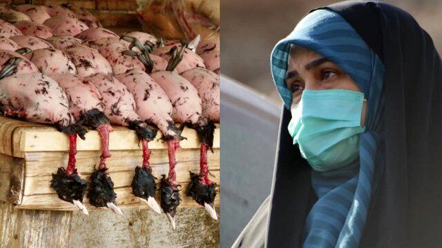 افشاگری باورنکردنی نماینده زن مجلس درباره رستوران‌های سروکننده پرندگان مهاجر